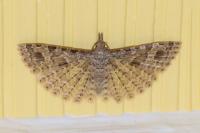 Alucita hexadactyla