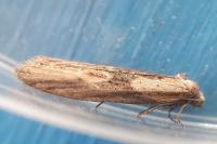 Doloploca punctulana