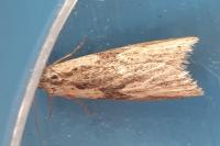 Doloploca punctulana