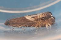 Grapholita jungiella