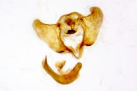 Aethes flagellana