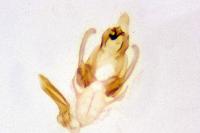 Megacraspedus lanceolellus
