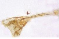 Caryocolum blandulellum