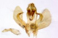 Platyedra subcinerea