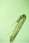Phyllonorycter messaniella