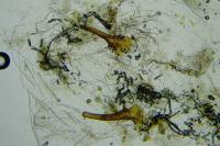 Caloptilia acerivorella
