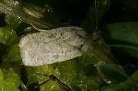 Agonopterix arenella