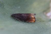 Pammene rhediella