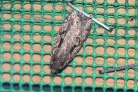Semioscopis steinkellneriana