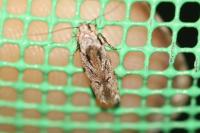Carpatolechia decorella