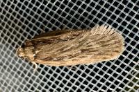 Depressaria daucella