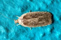 Agonopterix