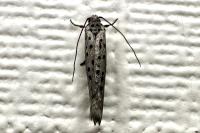 Yponomeuta sedella