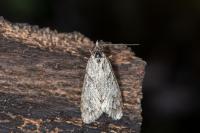 Diurnea fagella