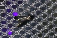 Adela reaumurella