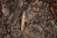Plutella xylostella