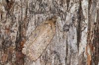 Agonopterix scopariella