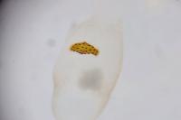 Agonopterix scopariella