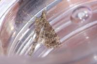 Alucita hexadactyla