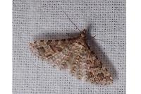 Alucita cymatodactyla