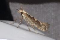 Plutella xylostella