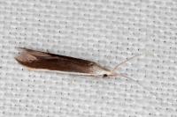 Coleophora albella