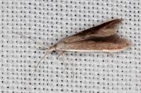 Coleophora albella