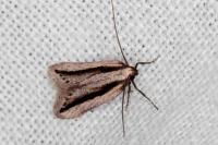 Mirificarma interrupta