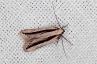 Mirificarma interrupta