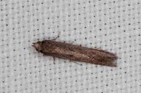 Oxypteryx helotella