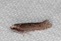 Oxypteryx helotella