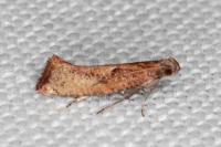 Acrolepiopsis vesperella