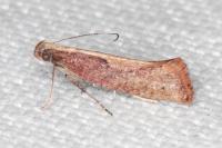 Acrolepiopsis vesperella