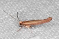 Zelleria hepariella