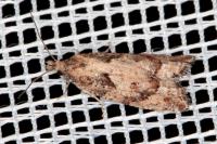 Acroclita subsequana