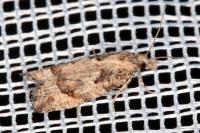 Acroclita subsequana