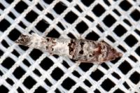Phaneta pauperana