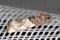 Phaneta pauperana