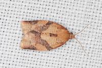Clepsis consimilana