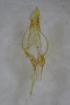 Chionodes fumatella