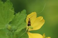 Adela australis