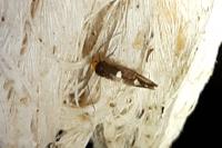 Incurvaria masculella