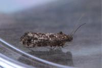Acrolepia autumnitella