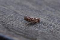 Acrolepia autumnitella