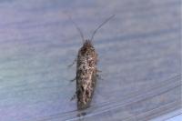 Acrolepia autumnitella