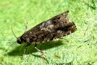 Pammene argyrana