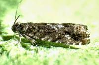 Pammene argyrana