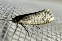 Dahlica