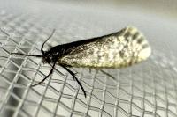 Dahlica