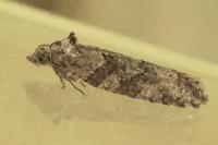 Cnephasia